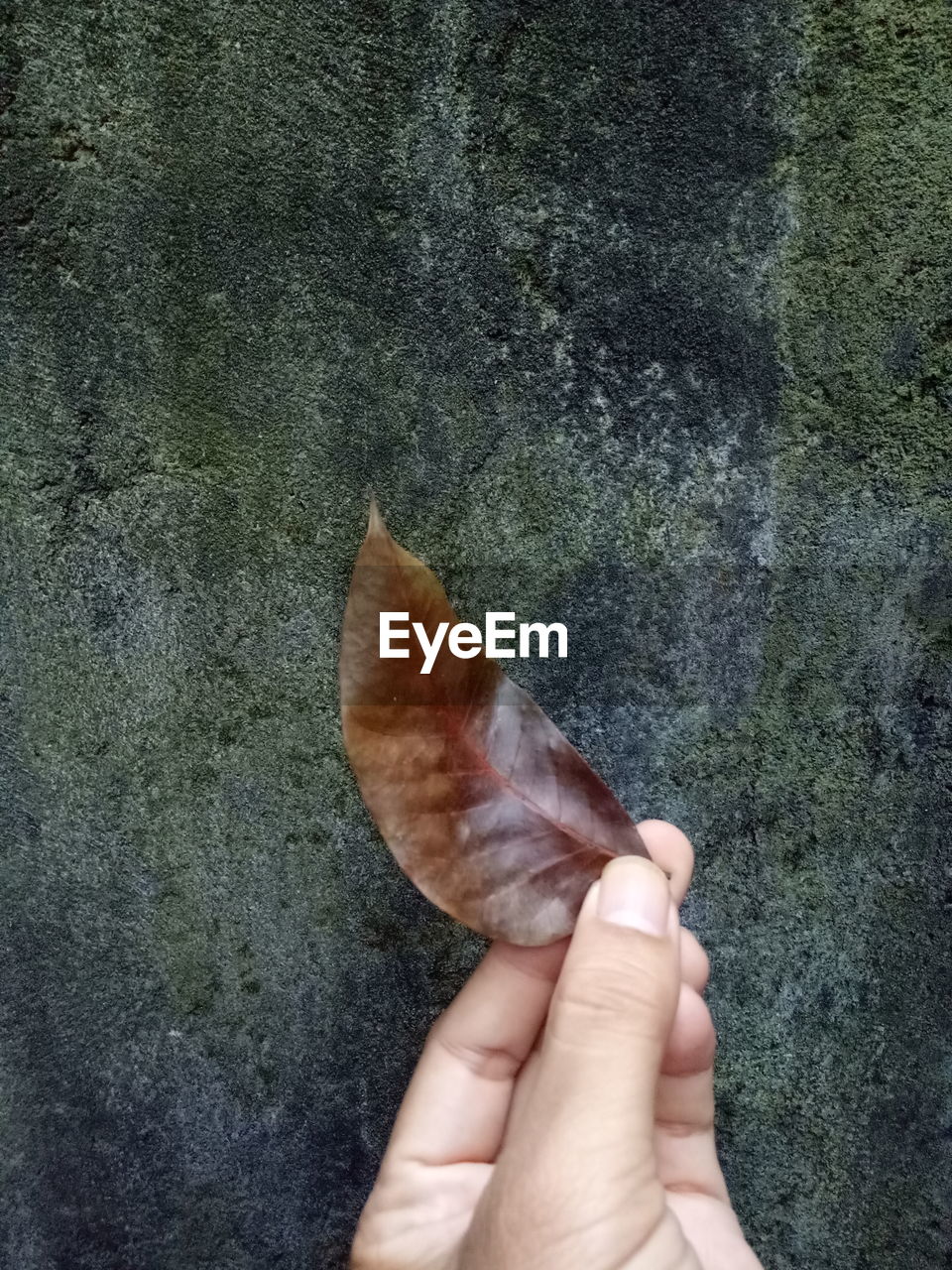 Cropped image of hand holding leaf against wall