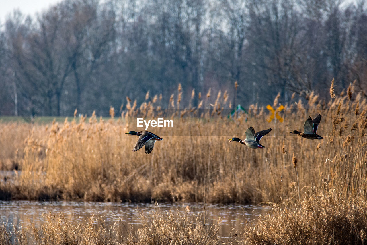 FLOCK OF BIRDS ON THE FIELD