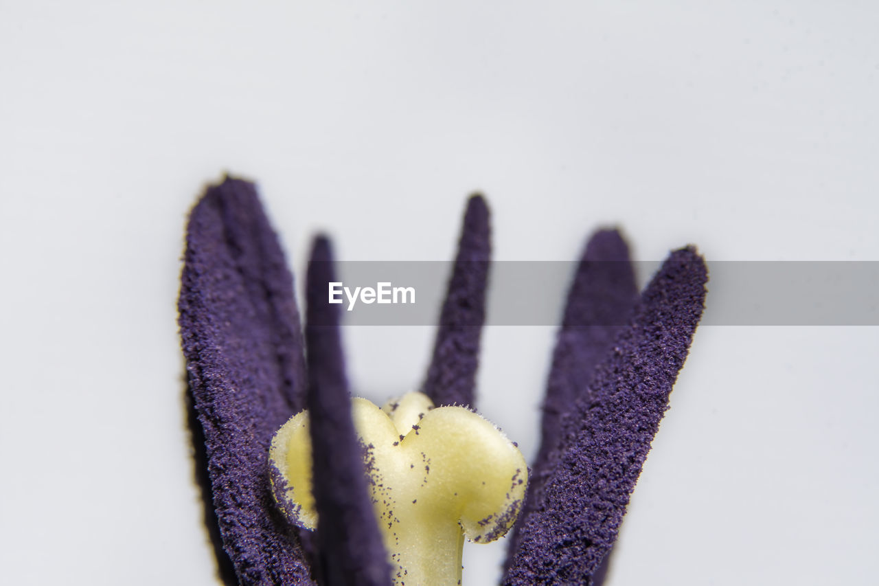 Macro photography - anthers of a tulip containing pollen grains and the pistil stigma.