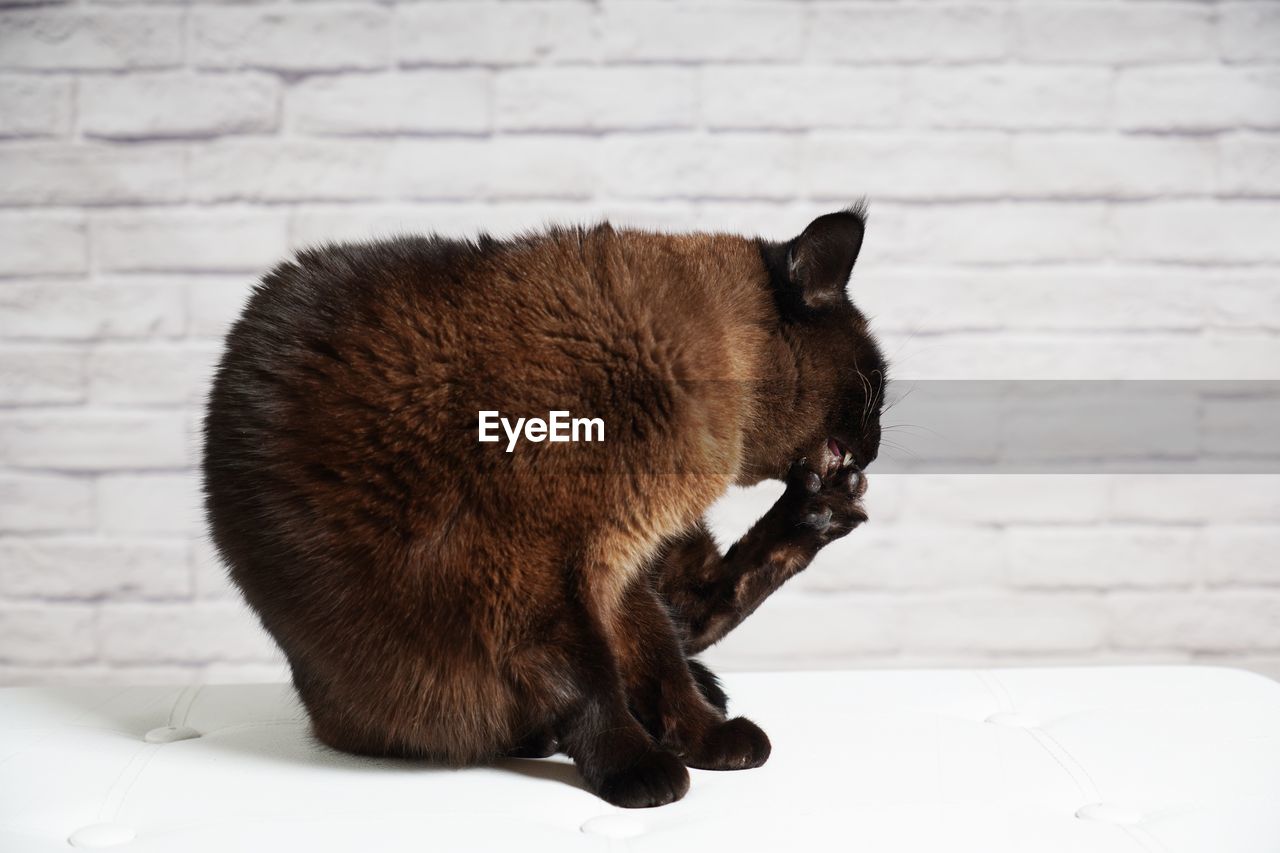 CLOSE-UP OF A CAT