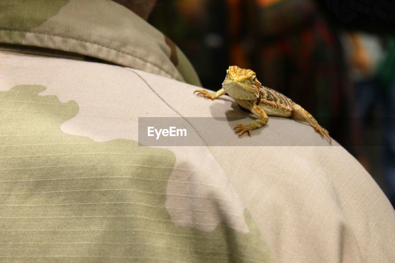 Close-up of bearded dragon on fabric