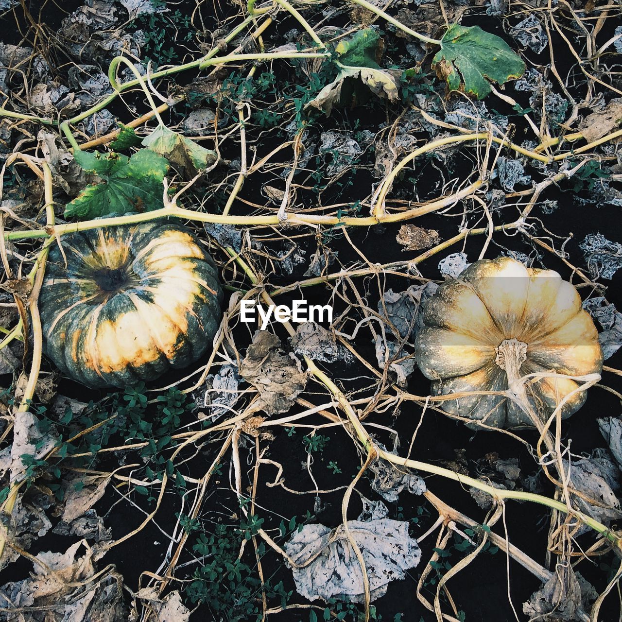 HIGH ANGLE VIEW OF PLANT GROWING ON FIELD