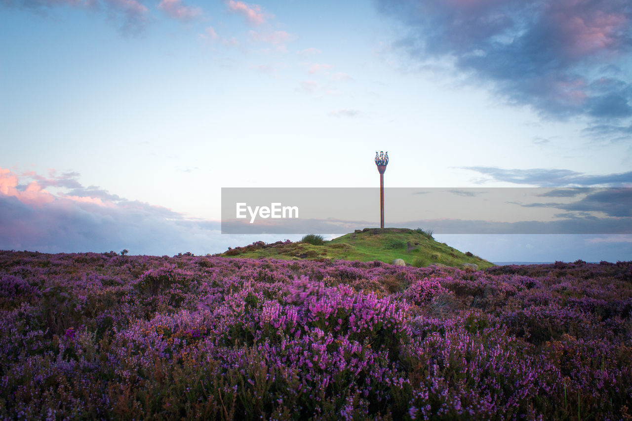 Danby beacon purple heather