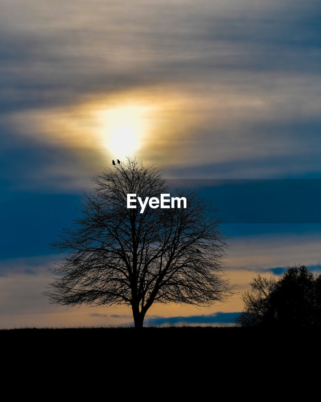 SILHOUETTE TREE ON FIELD AGAINST SKY DURING SUNSET