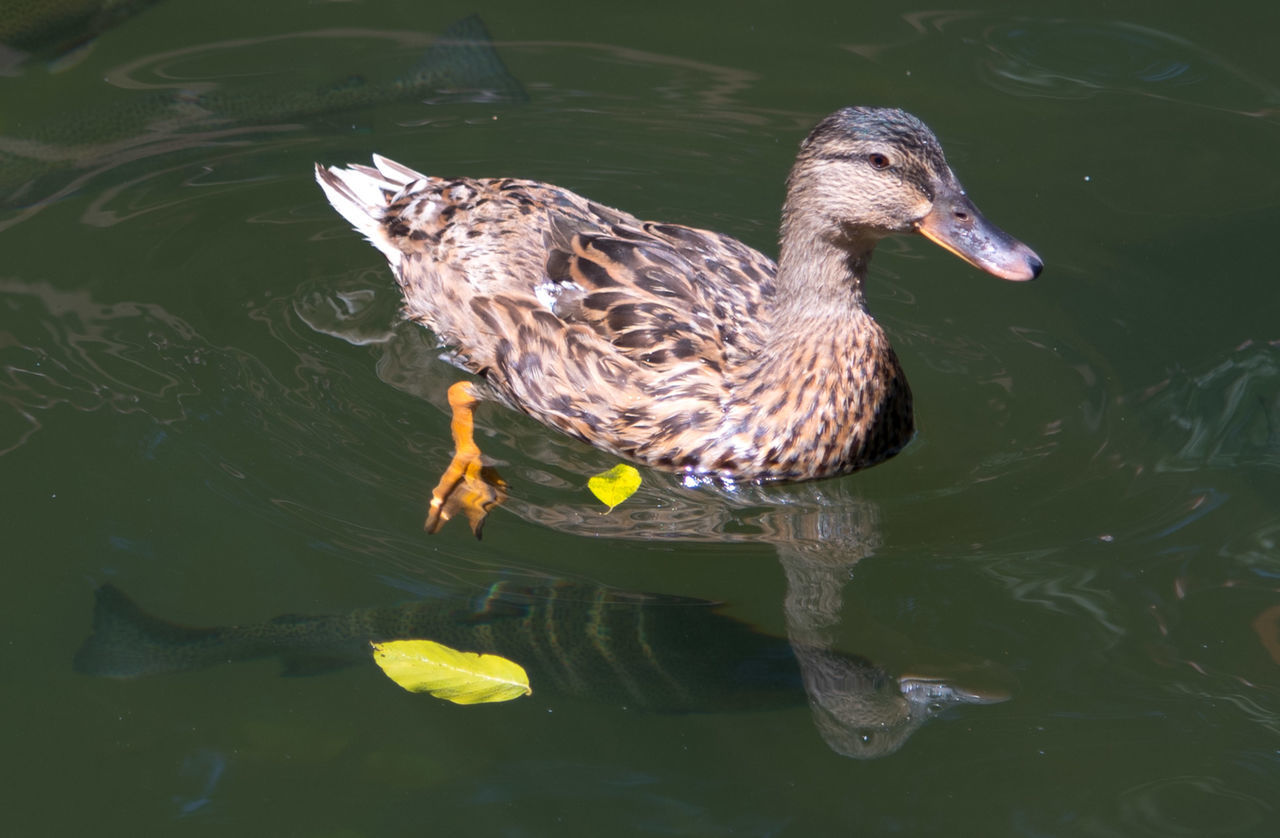 HIGH ANGLE VIEW OF DUCK IN WATER