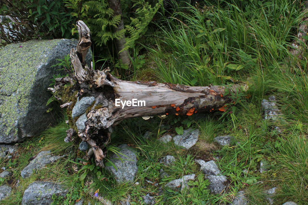 DAMAGED LOG IN GRASS