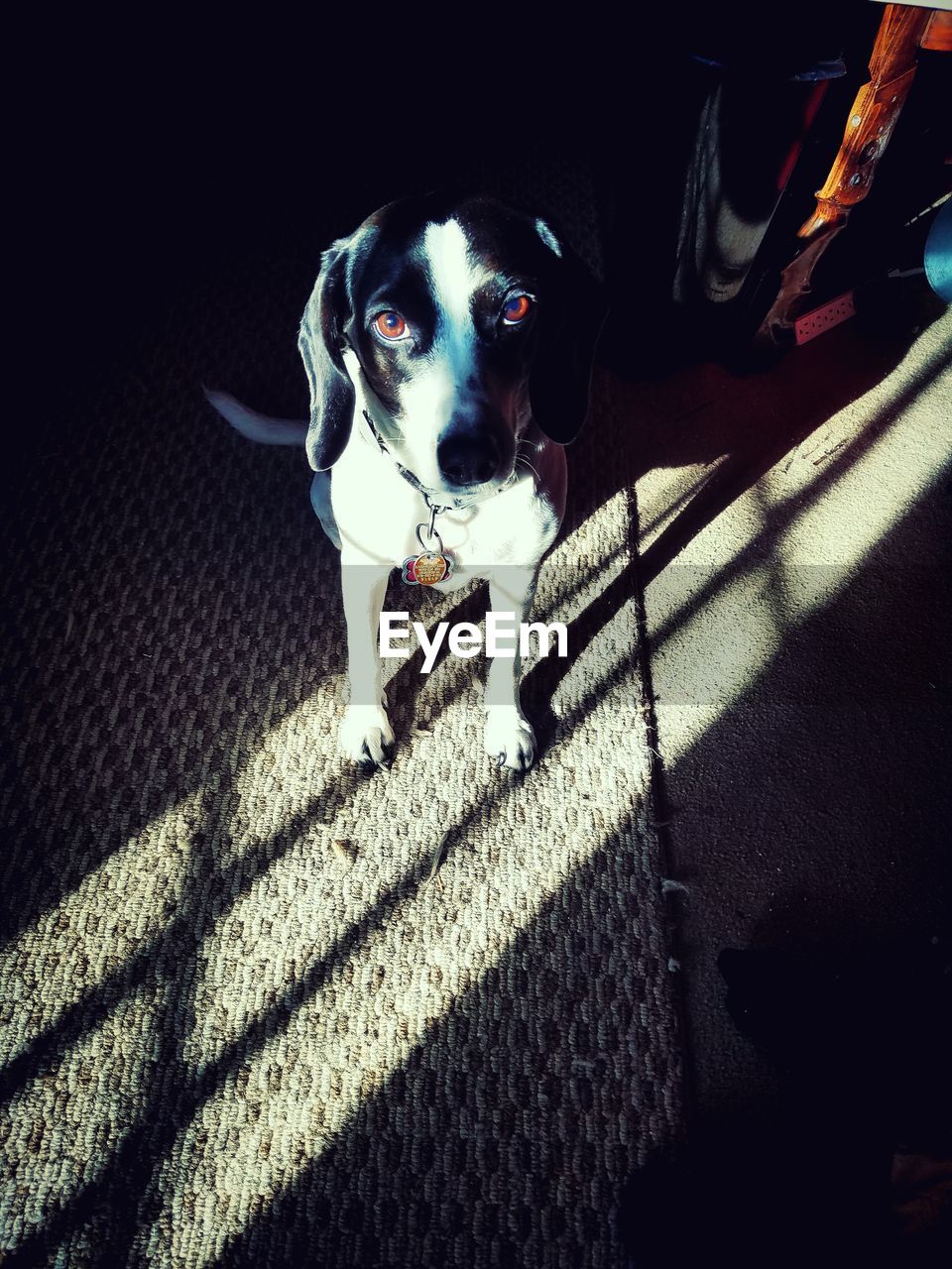 HIGH ANGLE VIEW PORTRAIT OF DOG