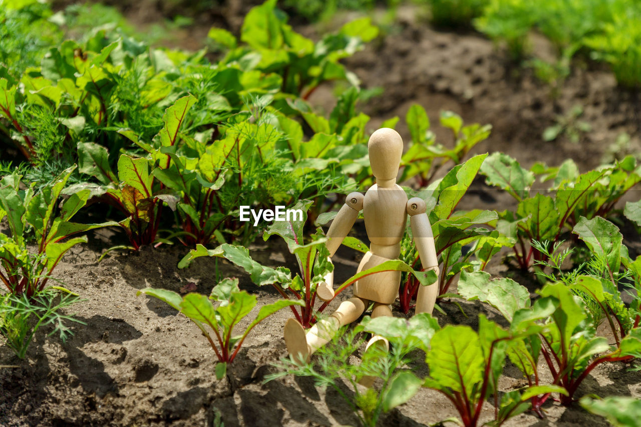 high angle view of figurine on plant