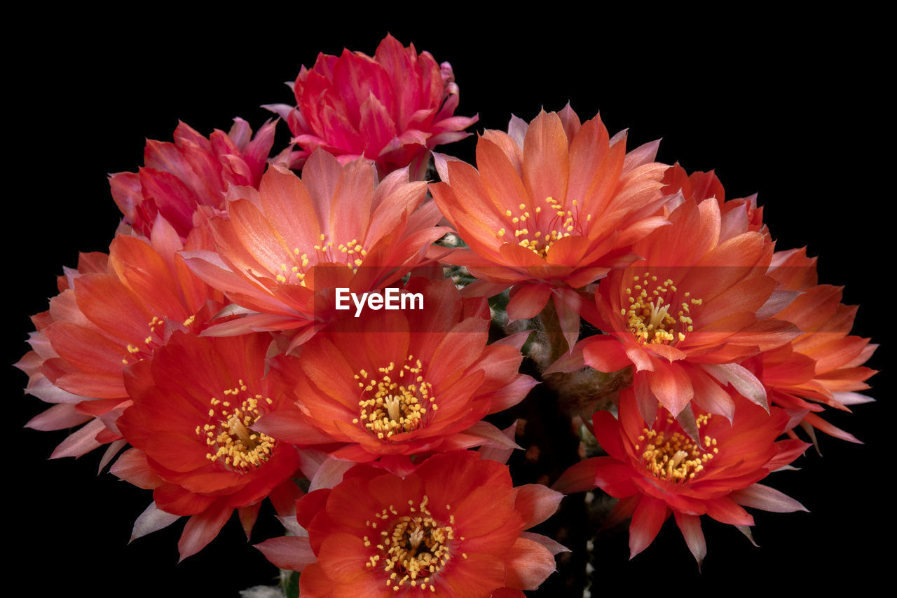 CLOSE-UP OF PINK FLOWERS