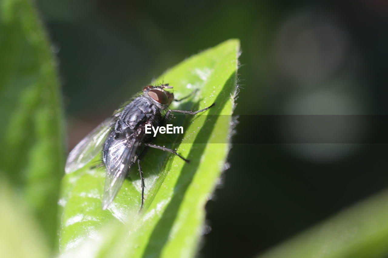 CLOSE-UP OF INSECT ON GREEN LEAF