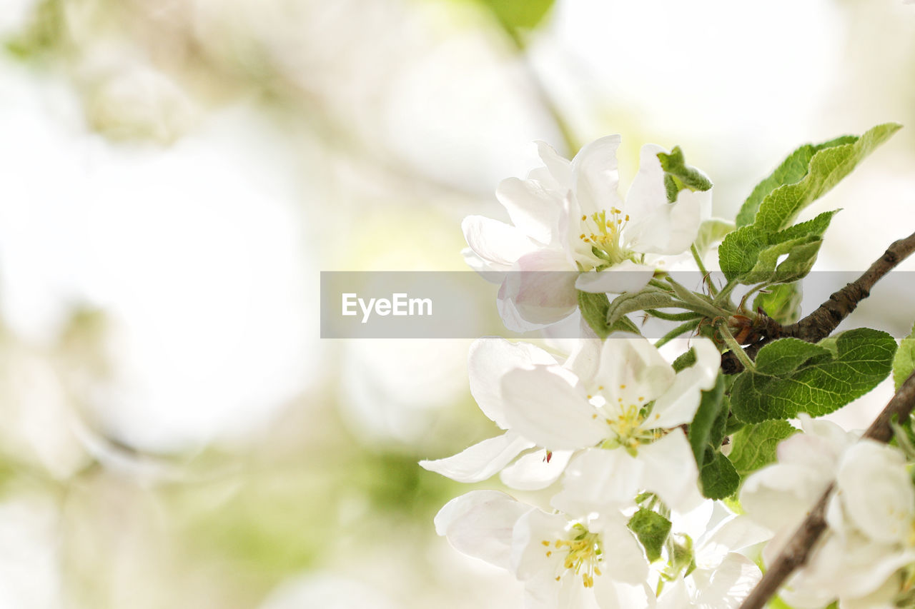 plant, flower, flowering plant, beauty in nature, freshness, nature, blossom, branch, white, springtime, close-up, plant part, leaf, fragility, flower head, tree, food and drink, flower arrangement, selective focus, petal, growth, no people, outdoors, food, bouquet, defocused, macro photography, wedding, inflorescence, produce, celebration, spring, floristry, green, focus on foreground, backgrounds, twig, summer, event, copy space, botany, beginnings