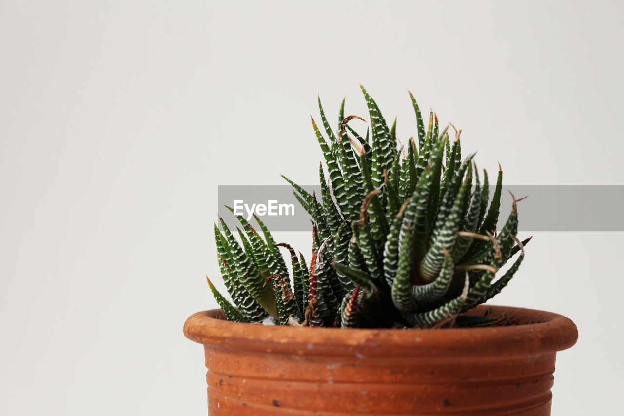 CLOSE-UP OF POTTED PLANT AGAINST WALL