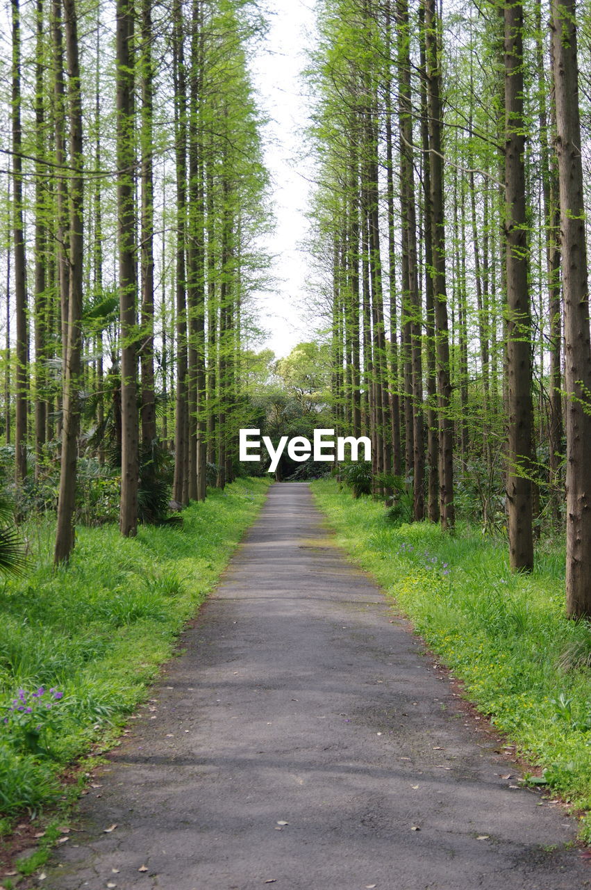 Pathway along trees in park