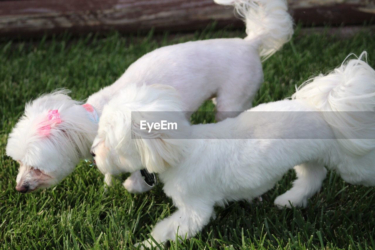 CLOSE-UP OF DOG ON FIELD