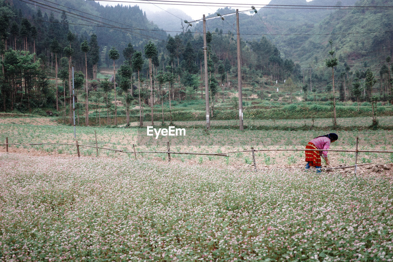 plant, land, nature, agriculture, growth, field, landscape, occupation, working, environment, one person, rural area, beauty in nature, day, rural scene, tree, mountain, scenics - nature, cable, farm, men, farmer, electricity, adult, lifestyles, crop, outdoors, full length, green, flower, grass, technology, rear view, power line, women, tranquility, tranquil scene