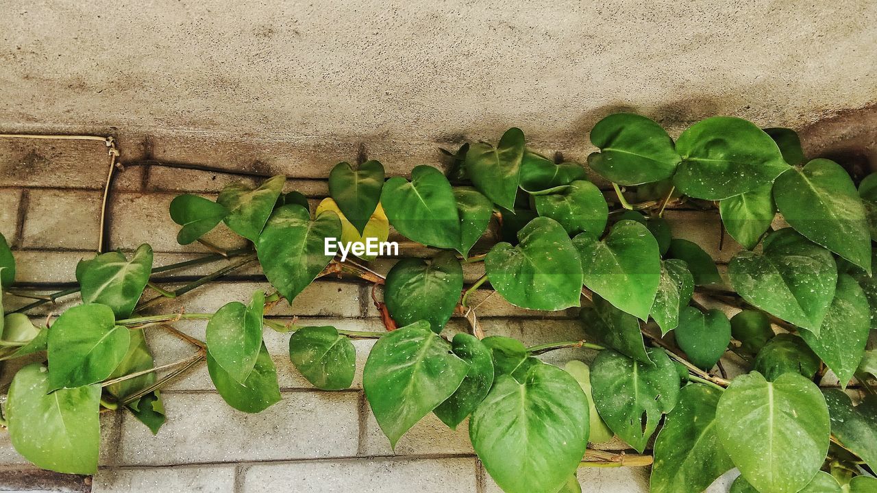 Close-up of devil's ivy growing on wall