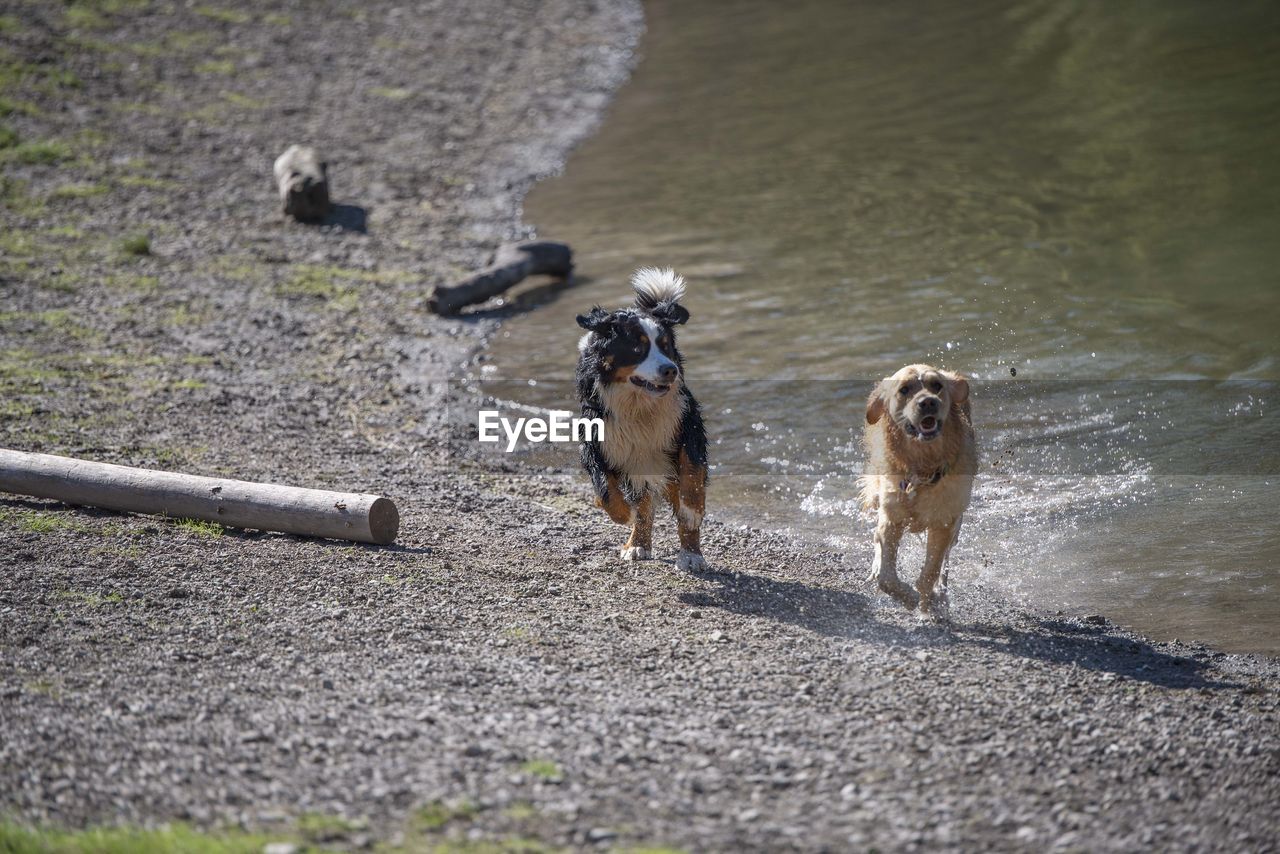 Full length of dogs running on lakeshore