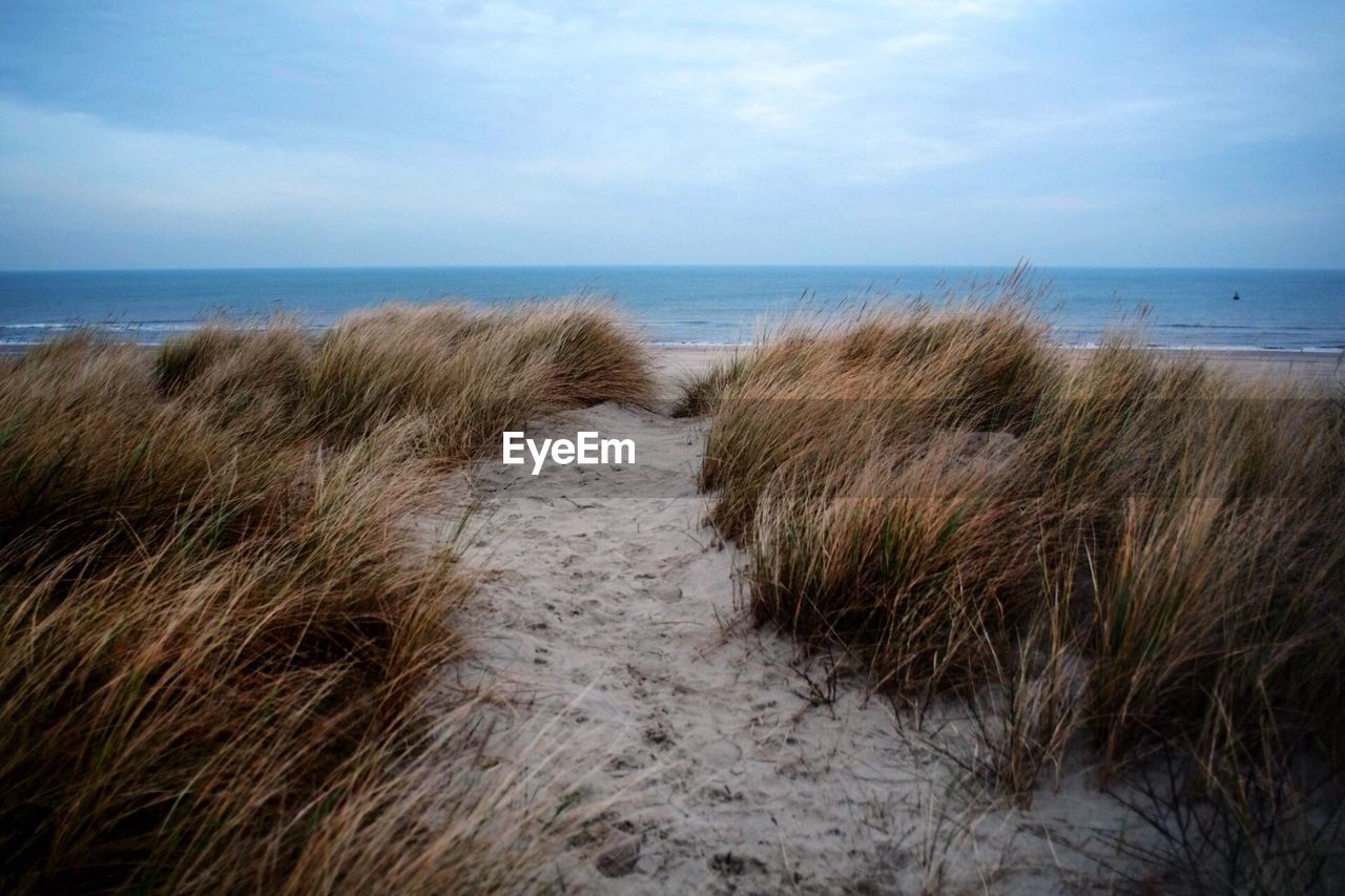 Wild grass on beach