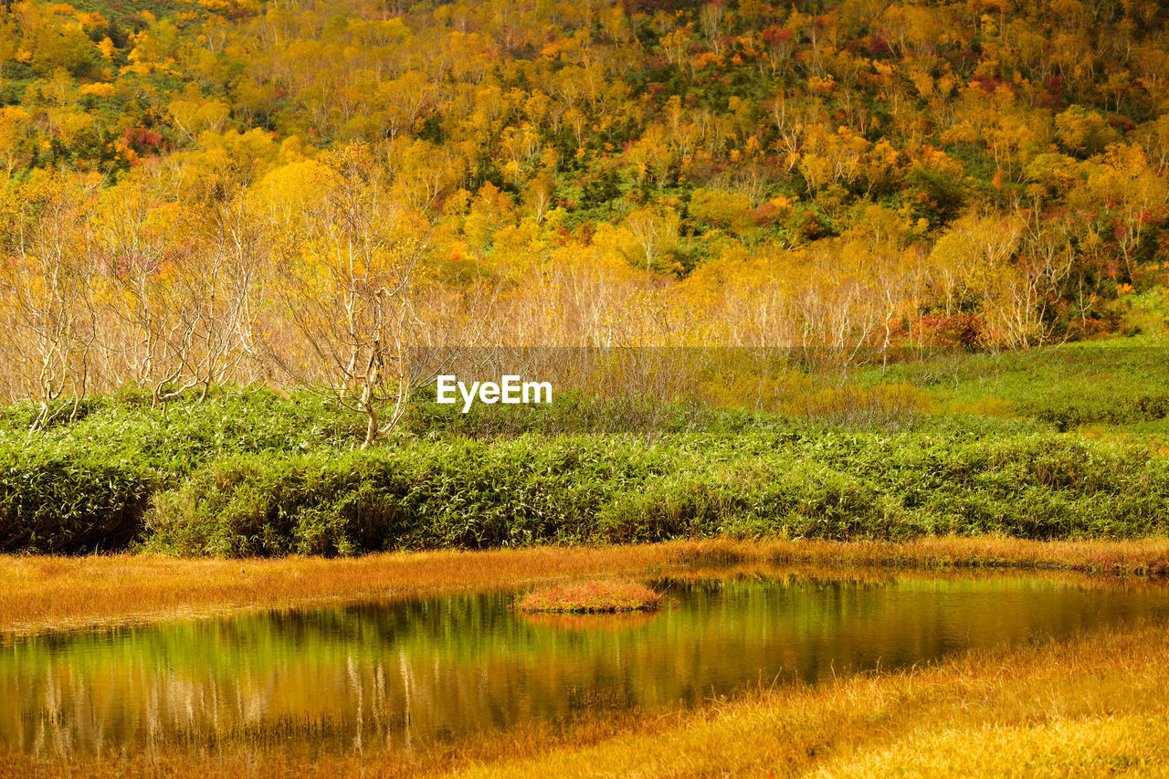 scenic view of lake in forest during autumn