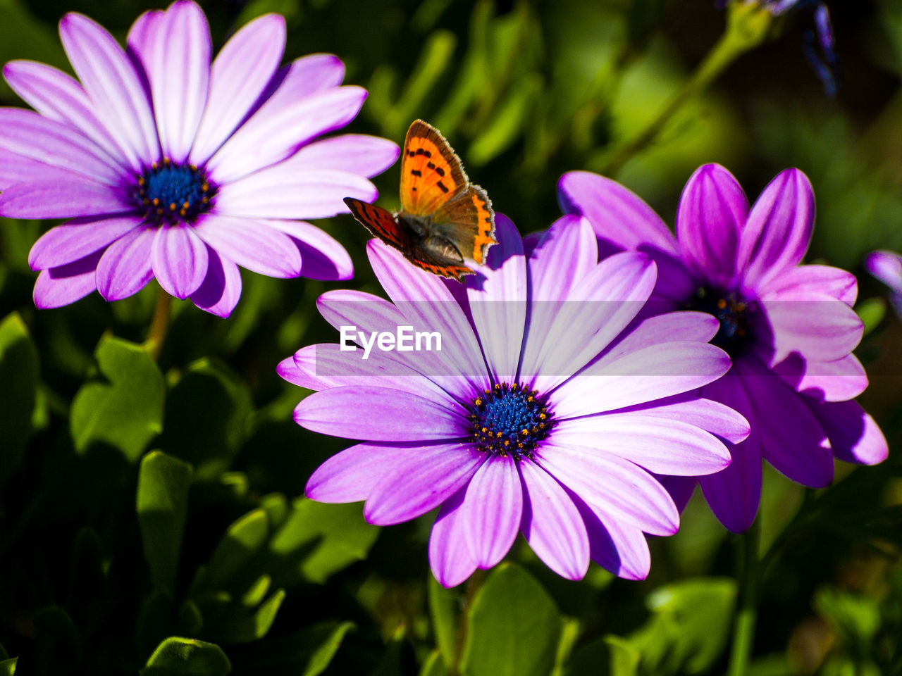 Close-up of butterfly on flower