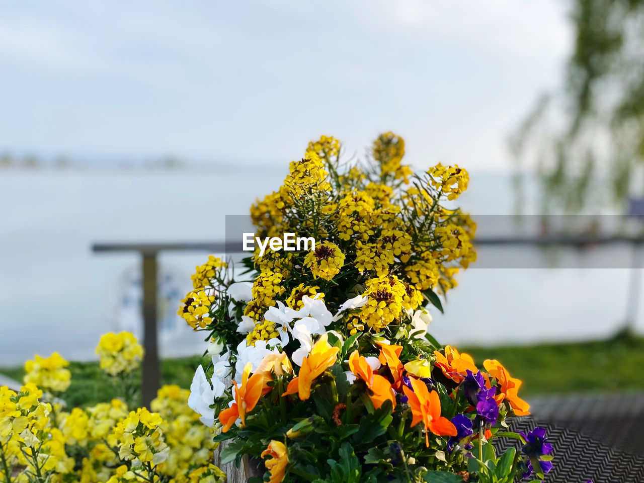 flowering plant, flower, plant, yellow, beauty in nature, freshness, nature, water, focus on foreground, fragility, sky, no people, growth, day, springtime, tranquility, blossom, flower head, outdoors, lake, close-up, multi colored, landscape, wildflower, scenics - nature, land, inflorescence, environment, tranquil scene, travel destinations
