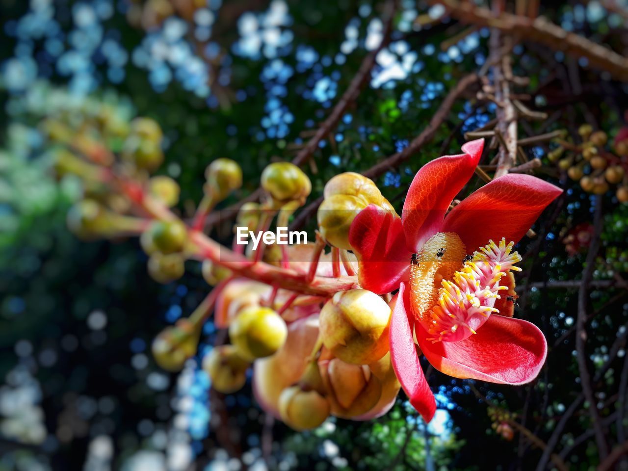 CLOSE-UP OF RED FLOWERING PLANTS