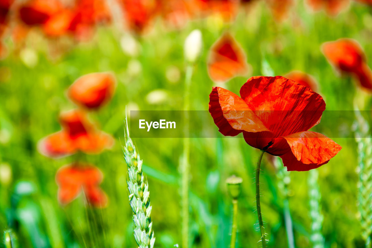 Close-up of red poppy on field