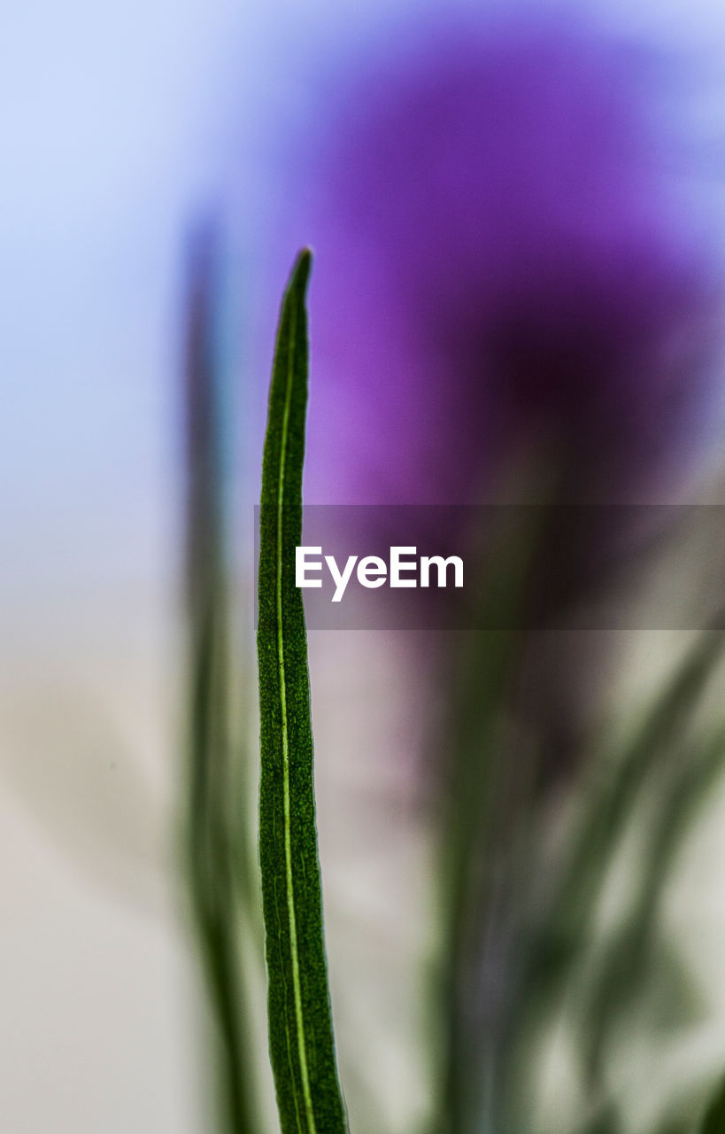 CLOSE-UP OF GREEN PLANT