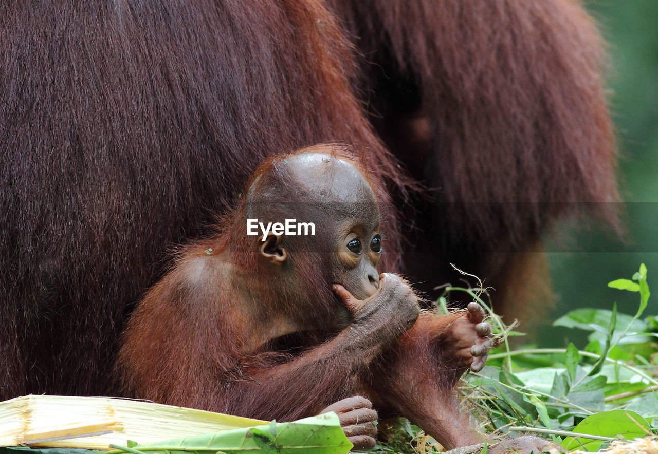 MONKEYS IN ZOO
