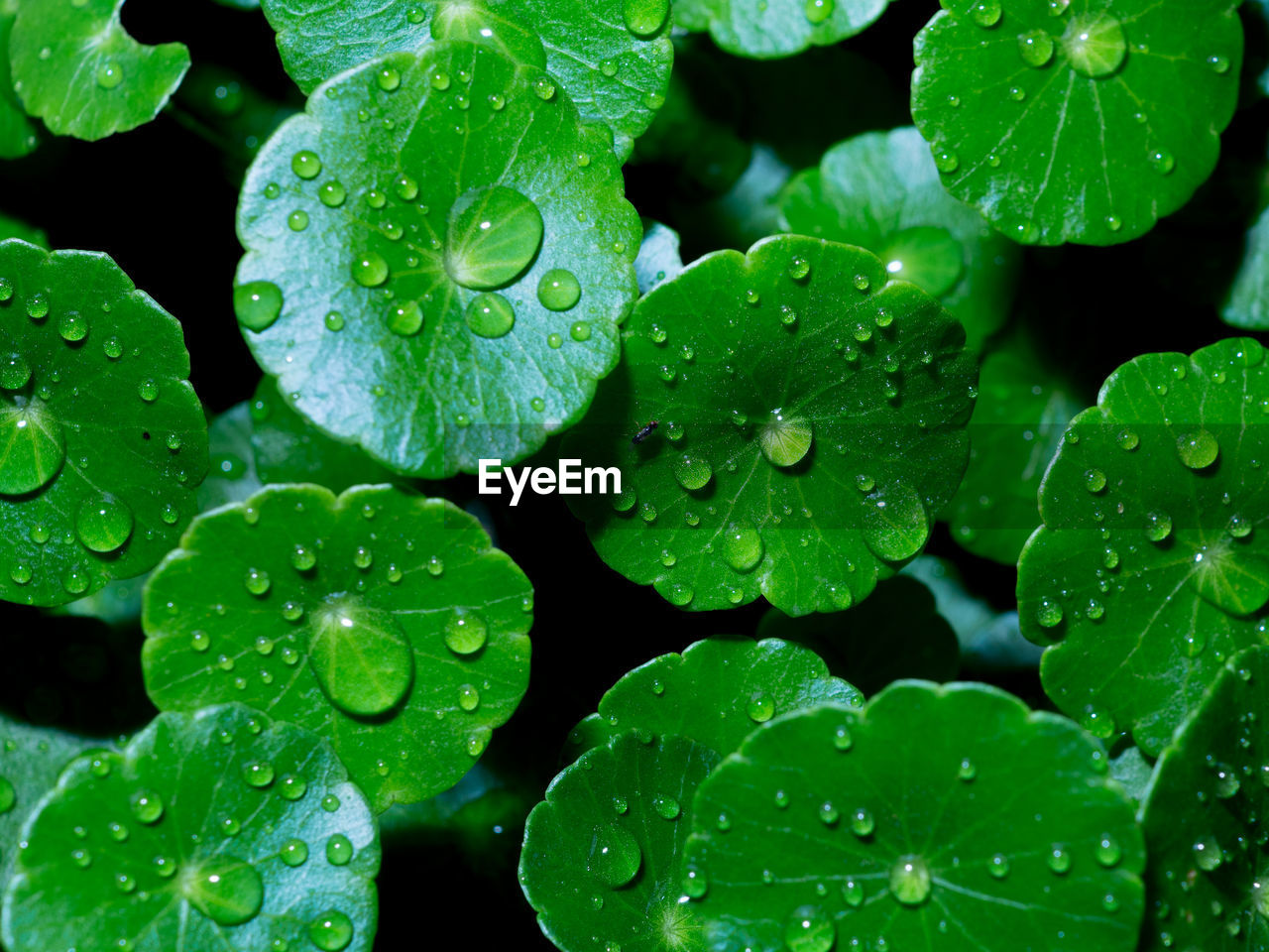 Close-up of wet leaves on rainy day