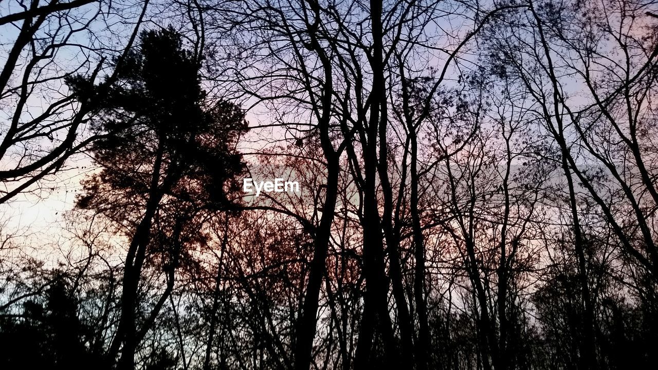 Low angle view of silhouette trees against sky during sunset