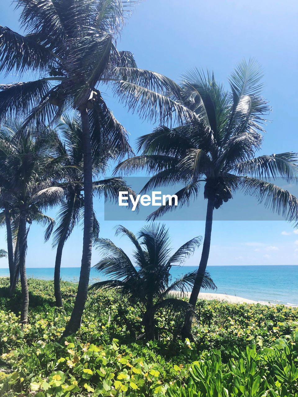 COCONUT PALM TREES ON BEACH AGAINST SKY