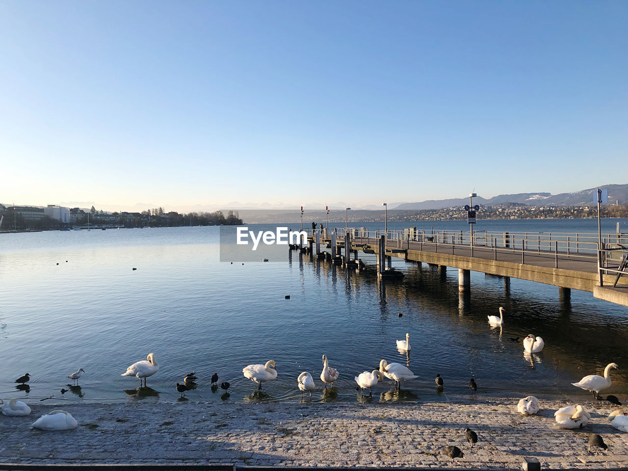 Swans swimming in lake against clear sky