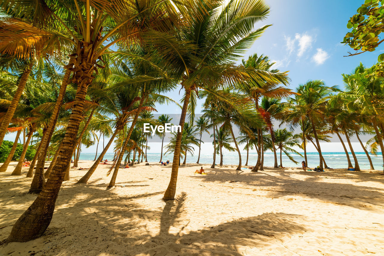 SCENIC VIEW OF PALM TREES ON BEACH