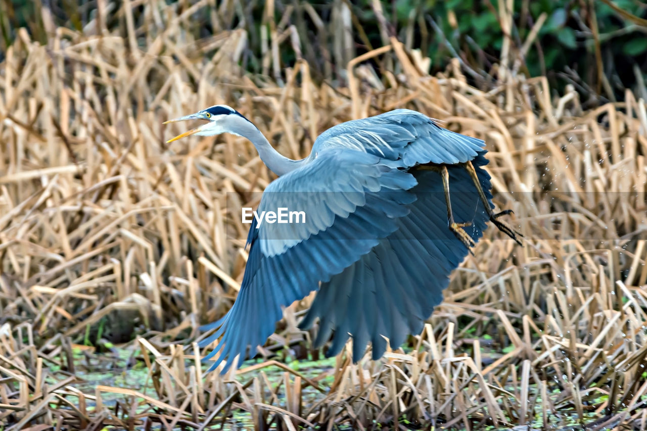 CLOSE-UP OF HERON PERCHING ON FIELD