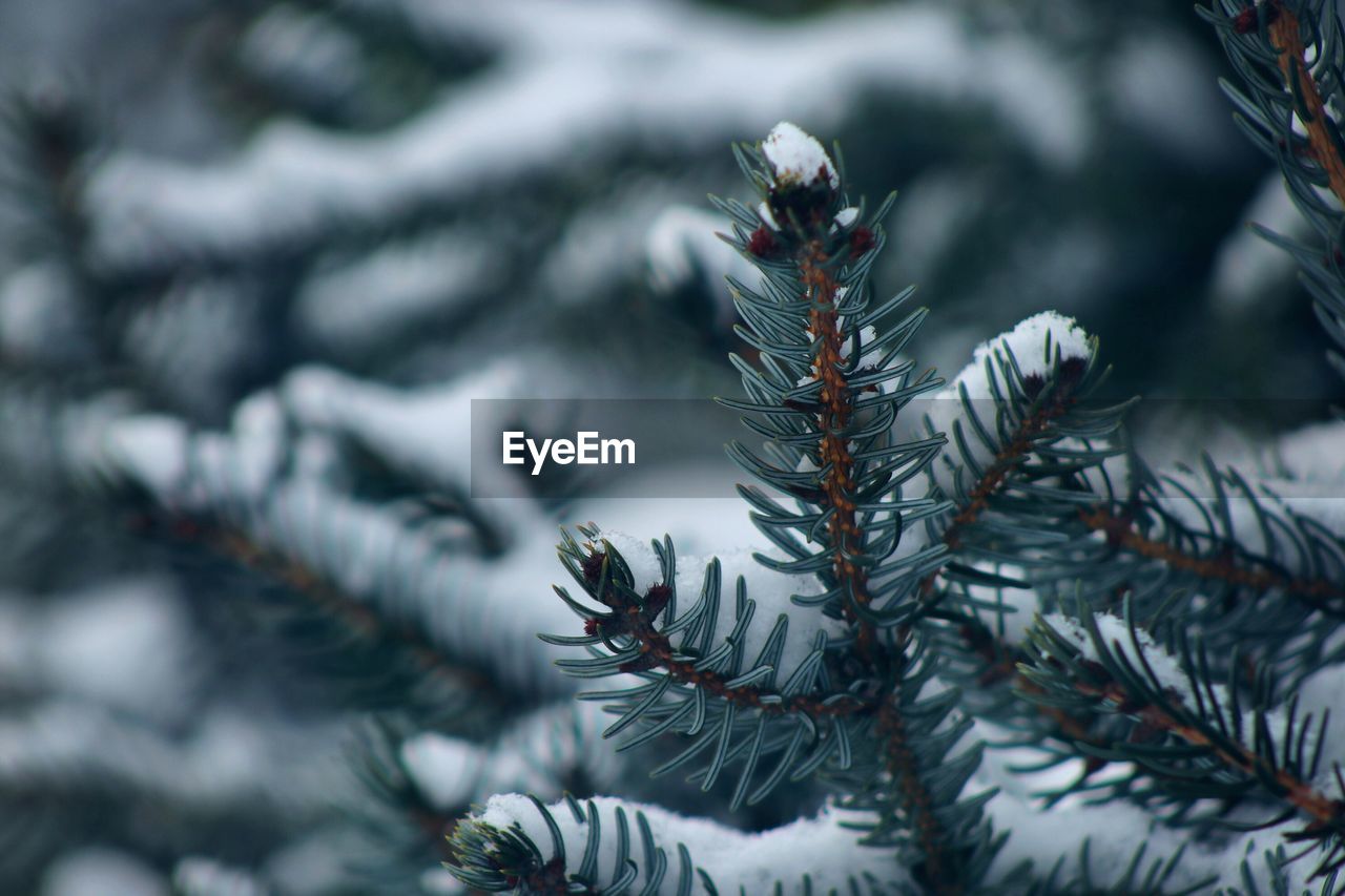 Close-up of pine tree during winter