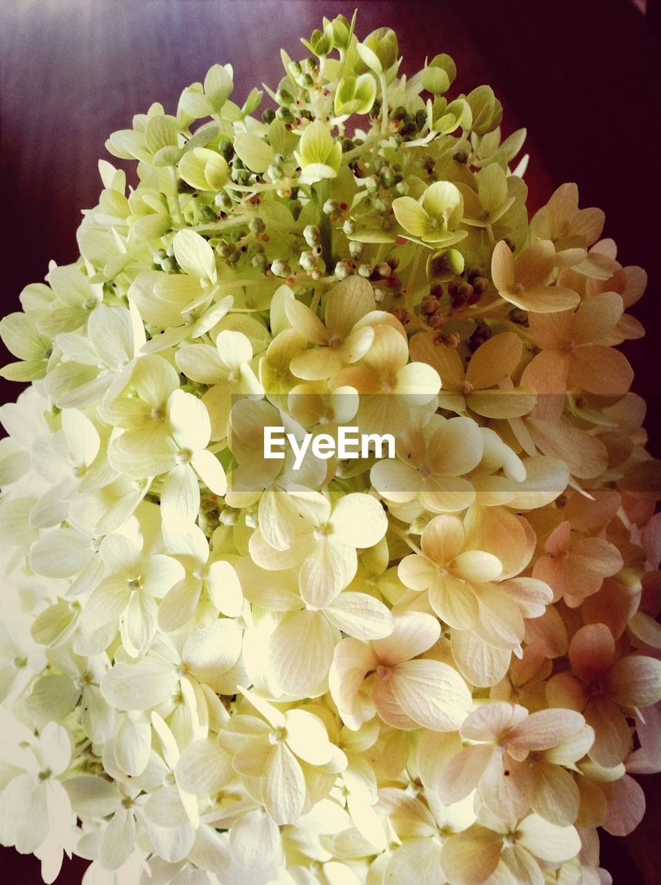 Close-up of beautiful white flowers