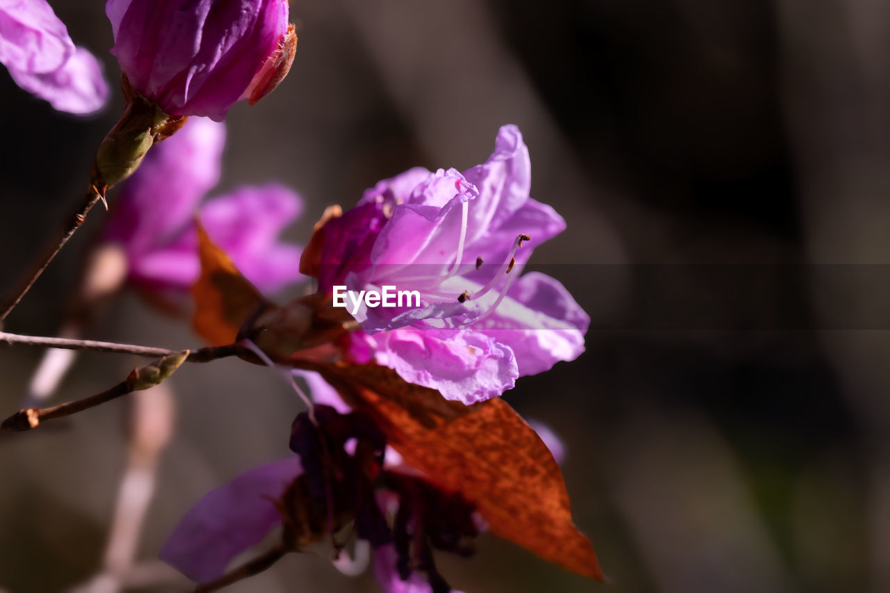 flower, plant, flowering plant, beauty in nature, freshness, fragility, close-up, macro photography, petal, pink, nature, growth, flower head, blossom, inflorescence, purple, spring, focus on foreground, springtime, no people, tree, branch, outdoors, botany, leaf, pollen, magenta, selective focus