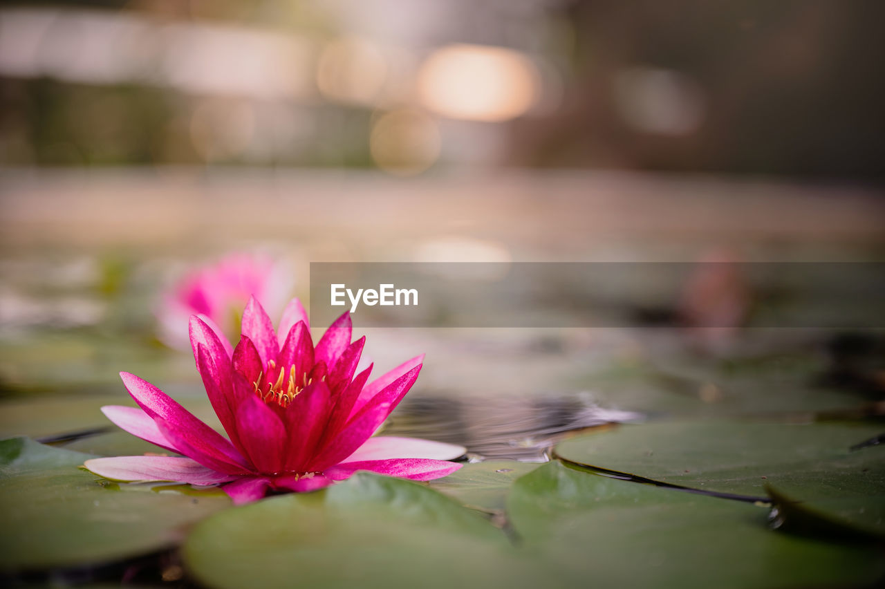 CLOSE-UP OF PINK WATER LILY