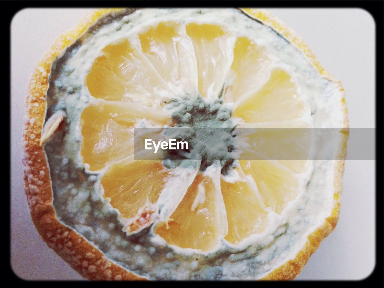 Cross section of molded orange