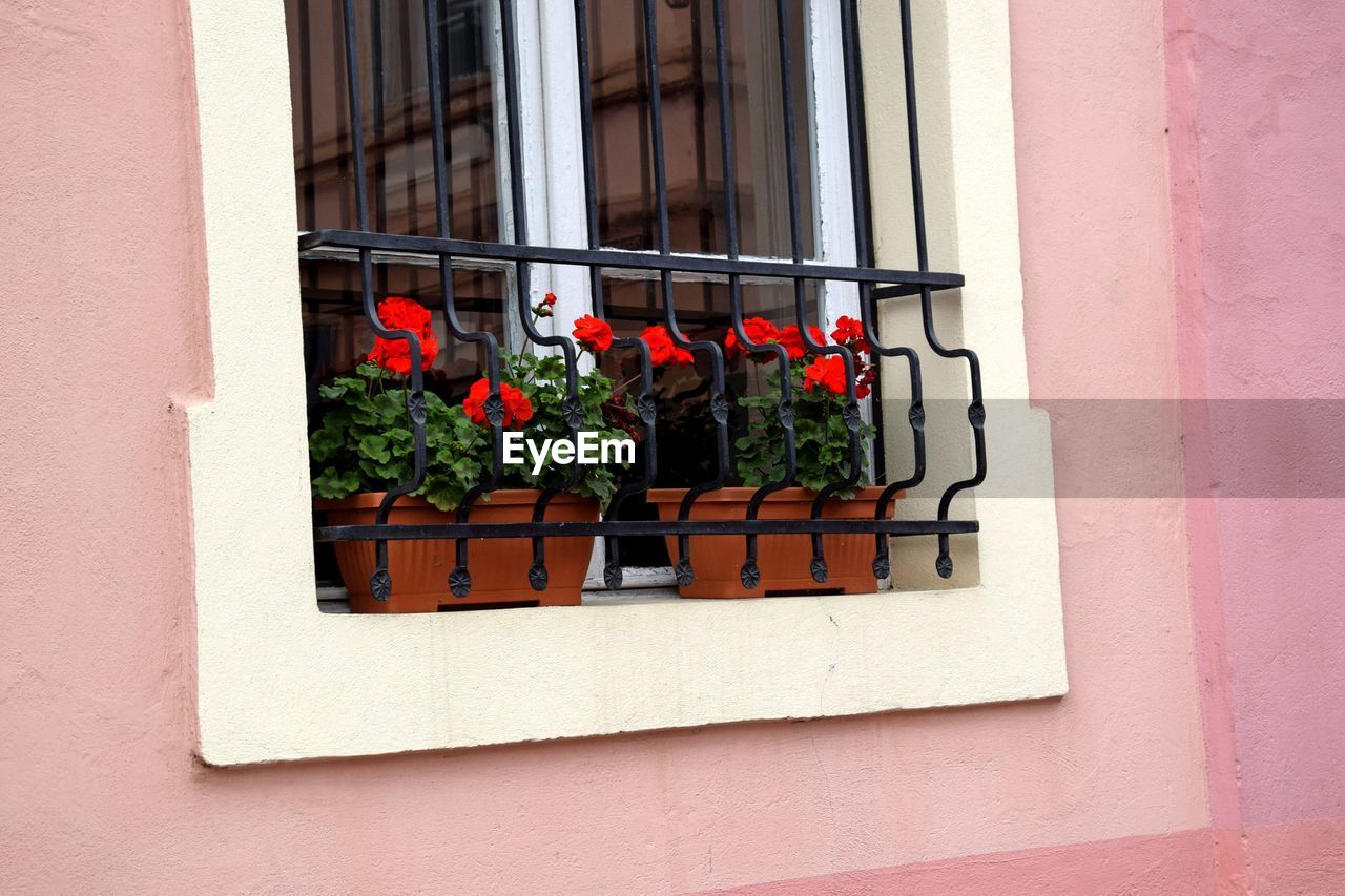 Potted plant on window sill