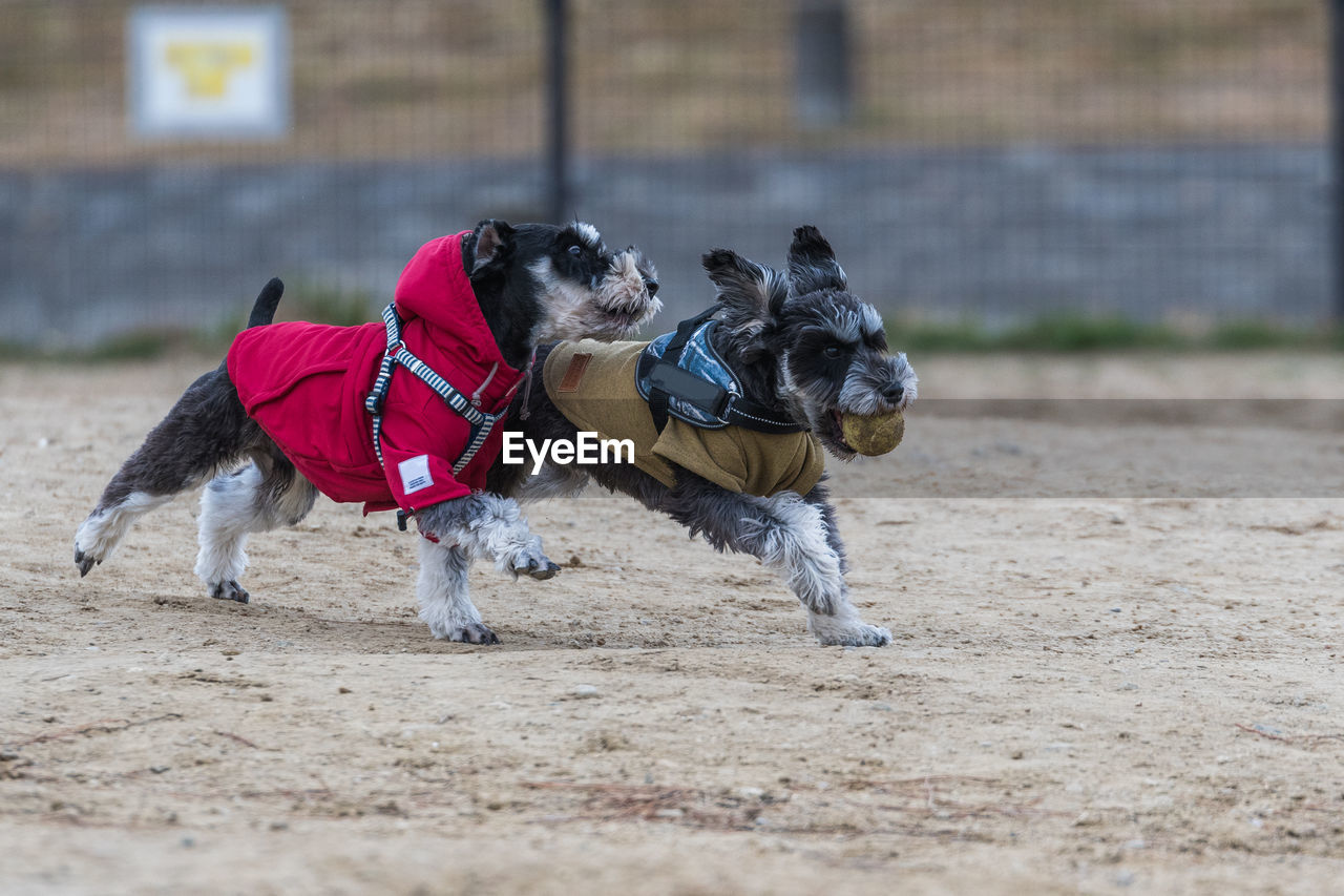 DOG RUNNING ON SAND IN PARK