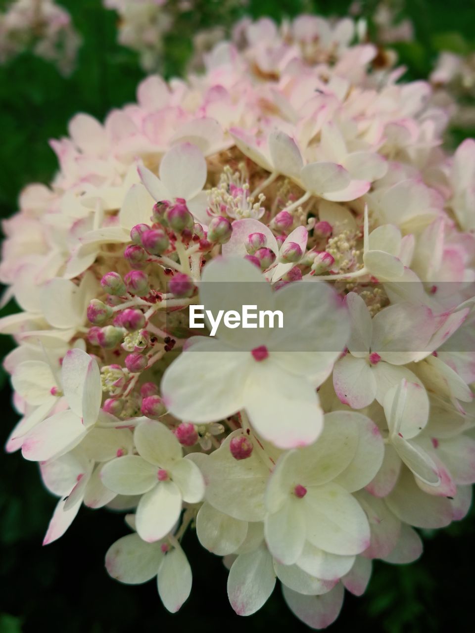 CLOSE-UP OF FLOWERS BLOOMING