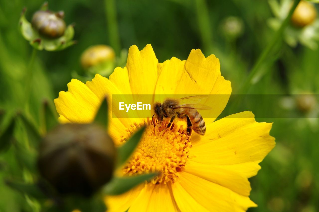 CLOSE-UP OF BEE ON YELLOW FLOWER