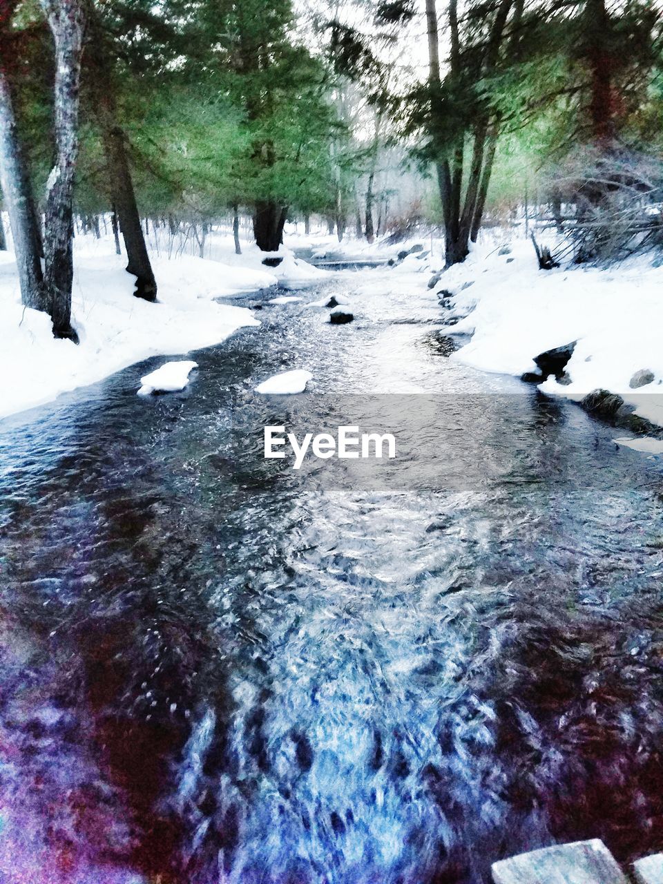 SCENIC VIEW OF TREES IN WINTER