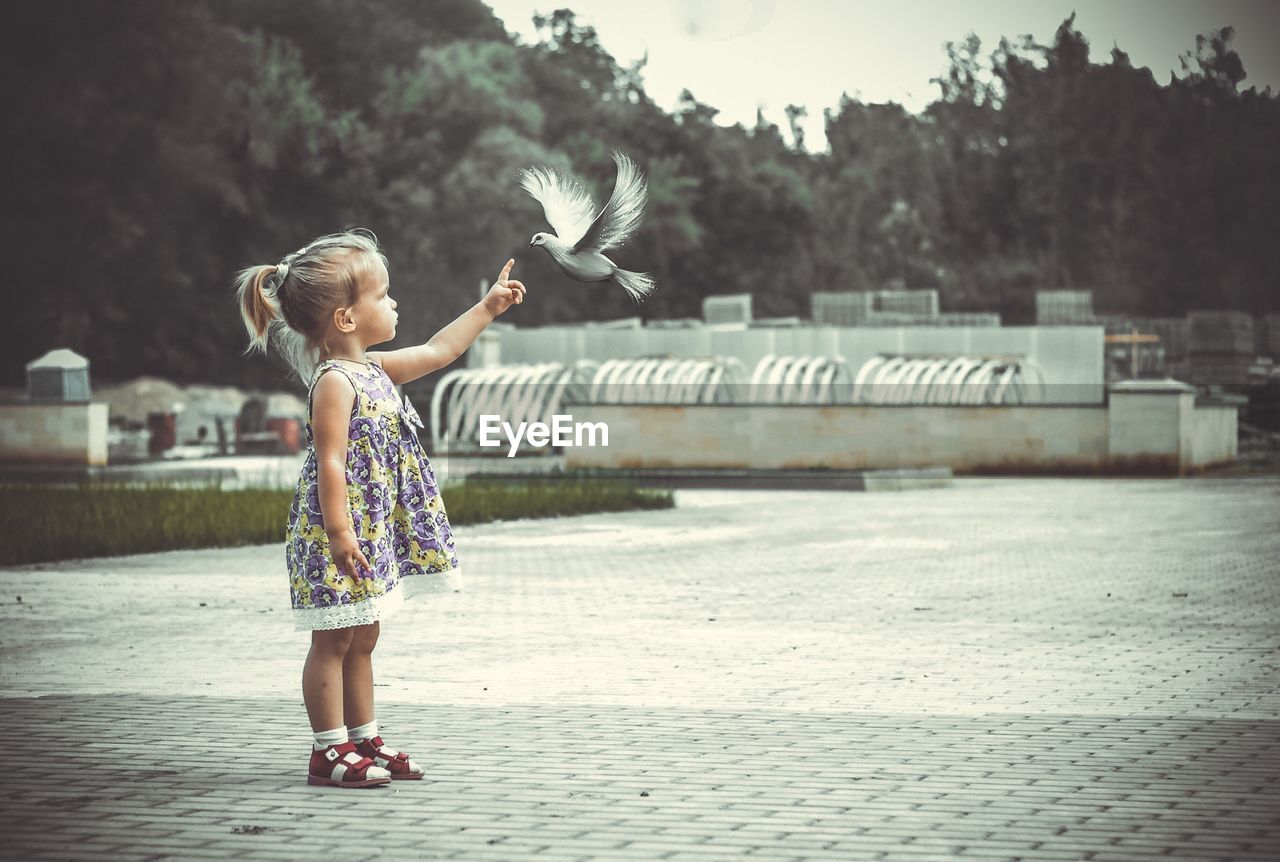 Full length of girl pointing at bird while standing on street