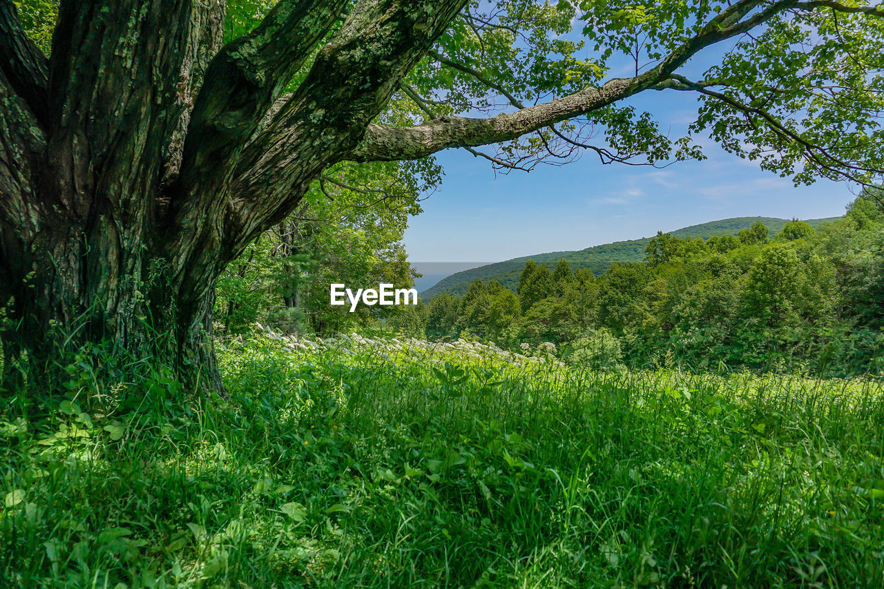 TREES GROWING ON FIELD AGAINST SKY