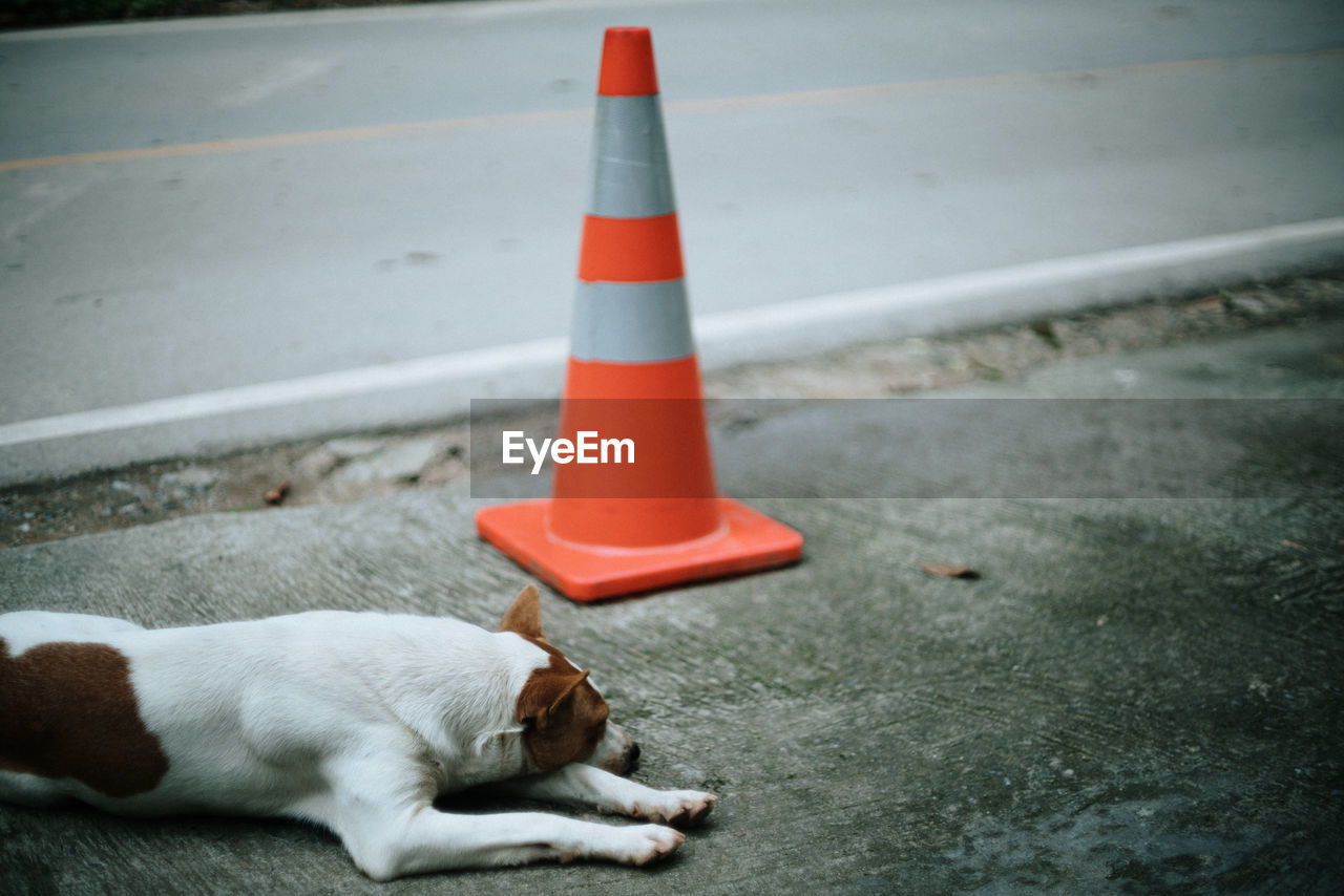 View of a cat lying on the road