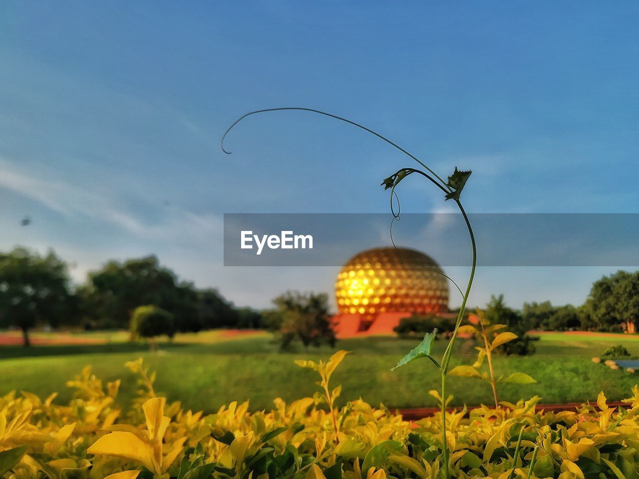 Close-up of flowering plants on field against sky