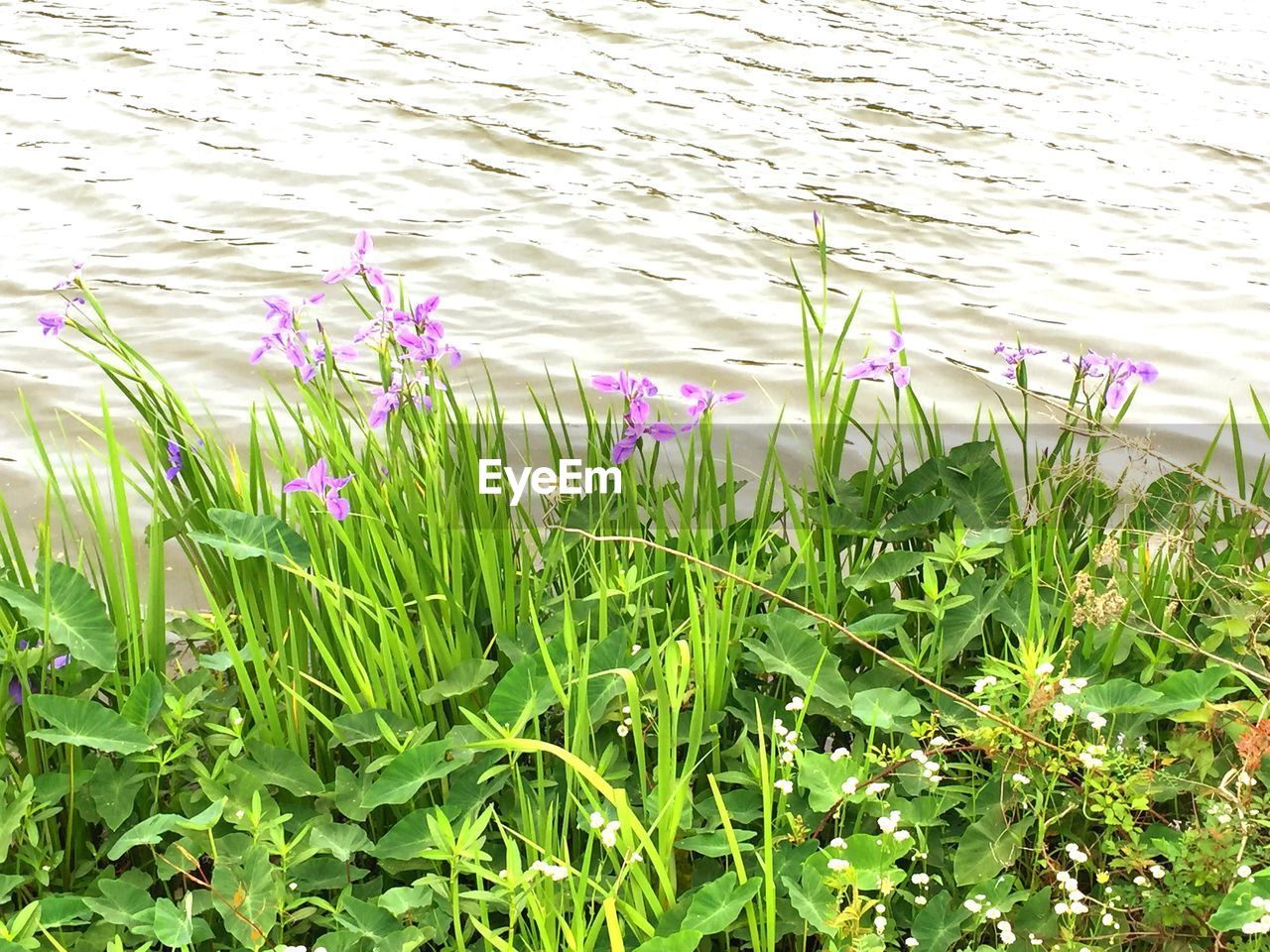 PURPLE FLOWERS BLOOMING IN PARK